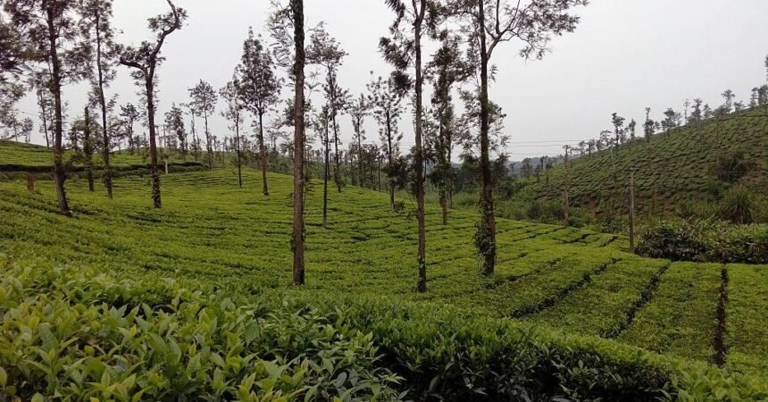 Coorg weather