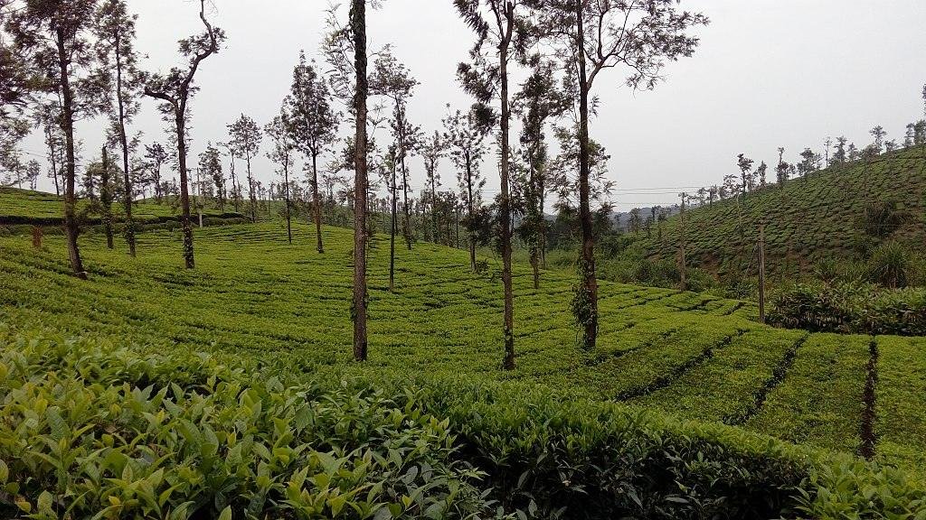 Coorg weather